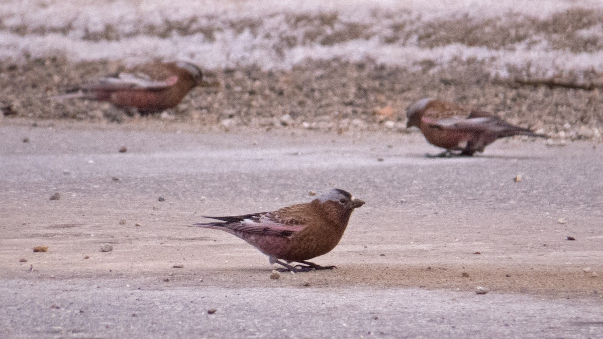Gray-crowned Rosy-Finch - ML144894981