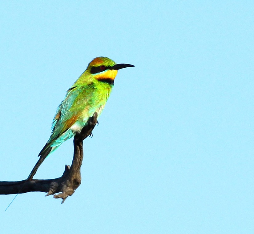 Rainbow Bee-eater - Logan Lalonde