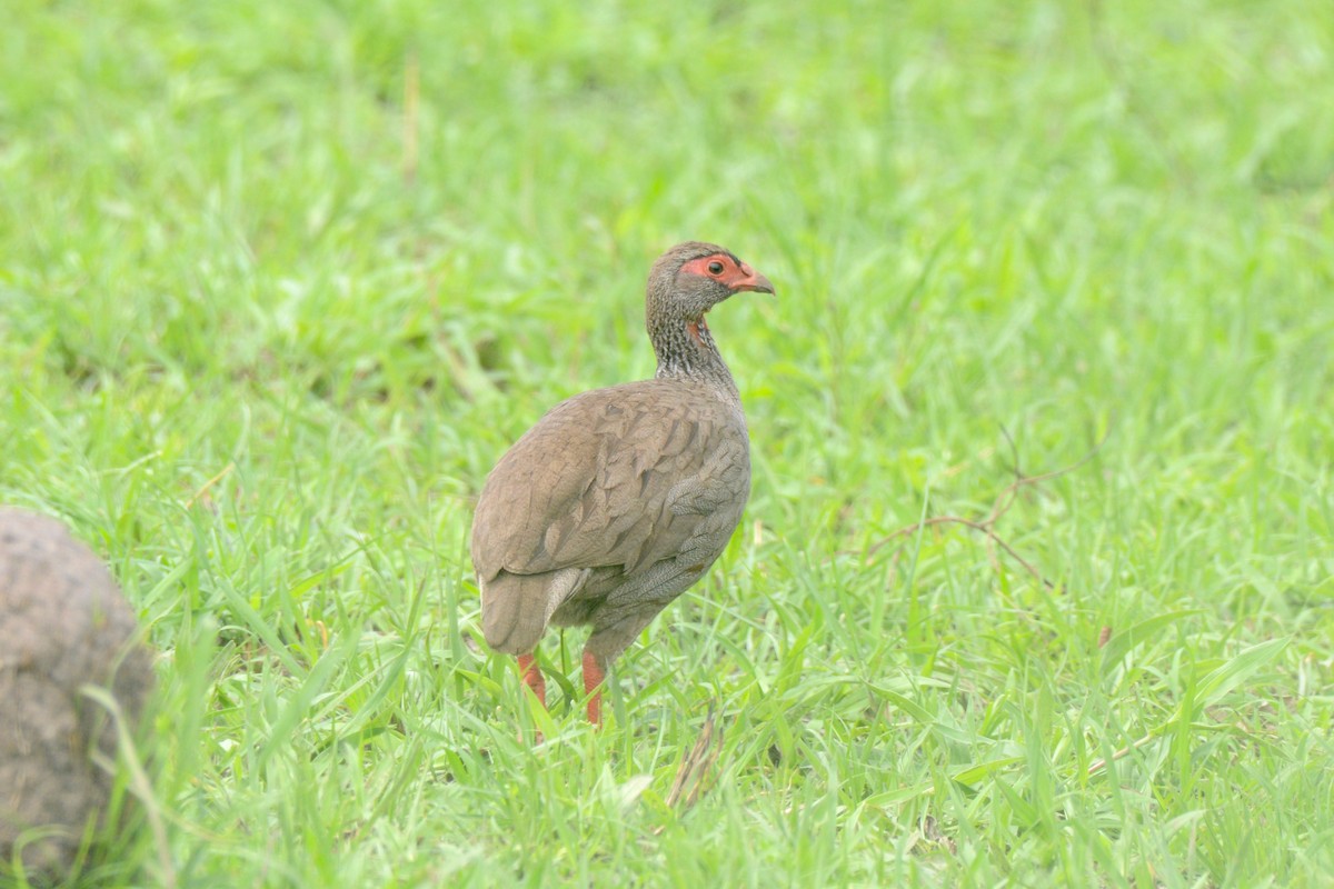 Red-necked Spurfowl - ML144896571