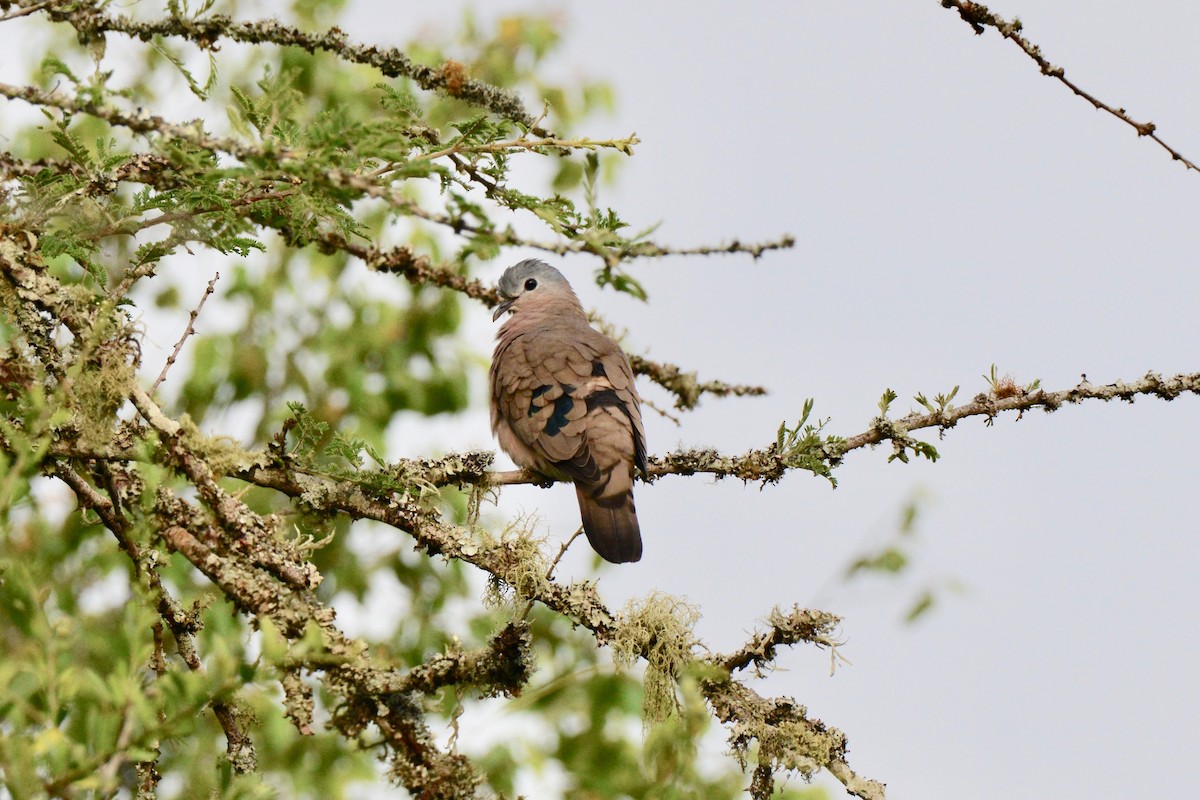 Emerald-spotted Wood-Dove - ML144896631