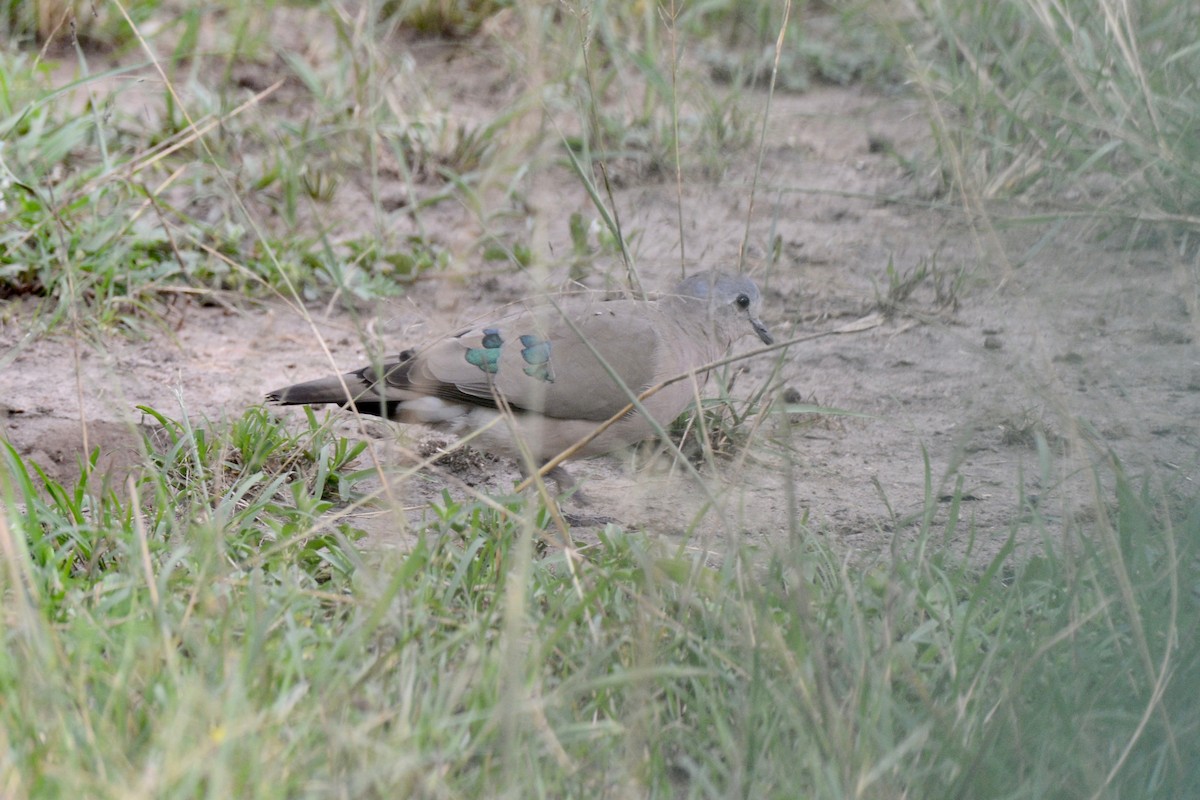 Emerald-spotted Wood-Dove - ML144896671