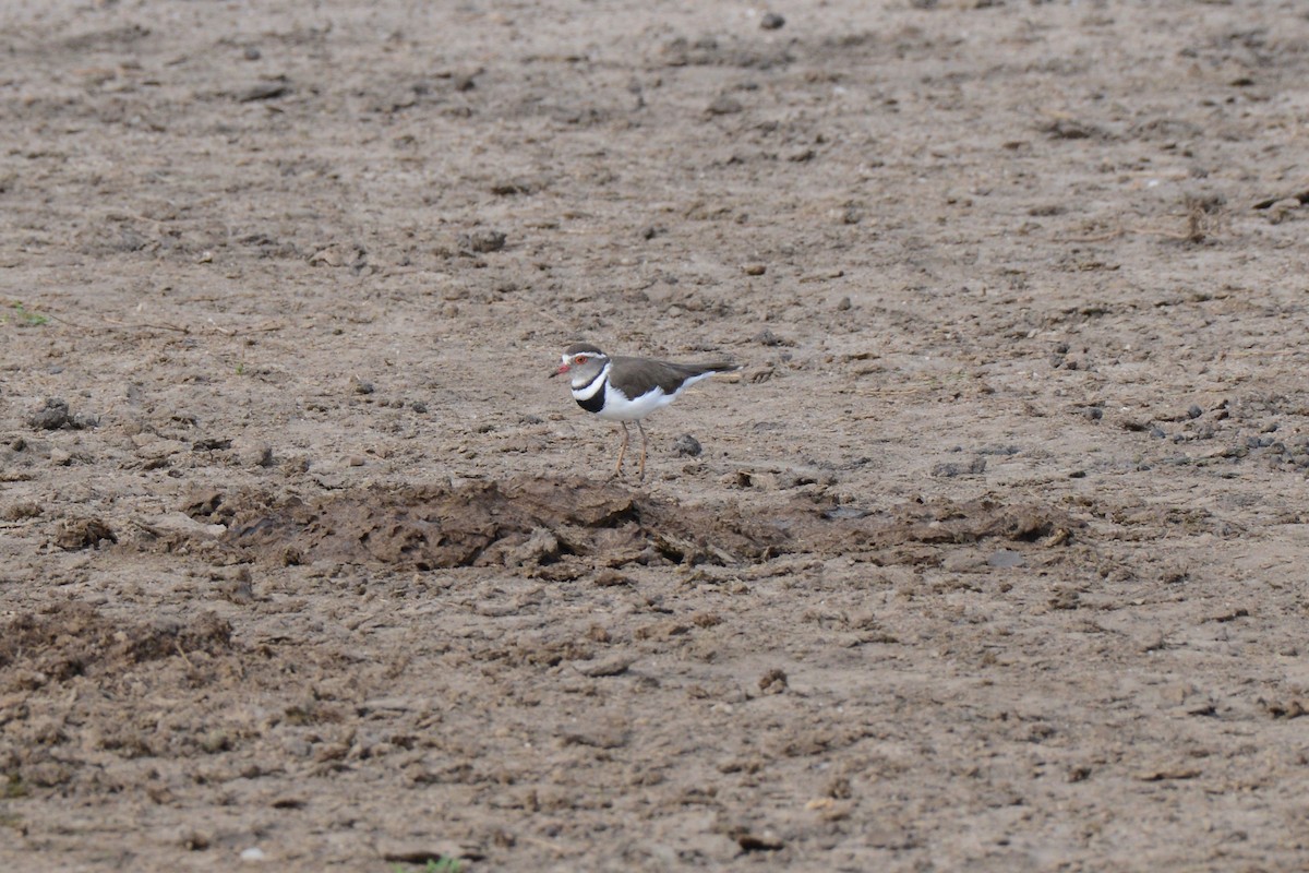 Three-banded Plover - ML144896881