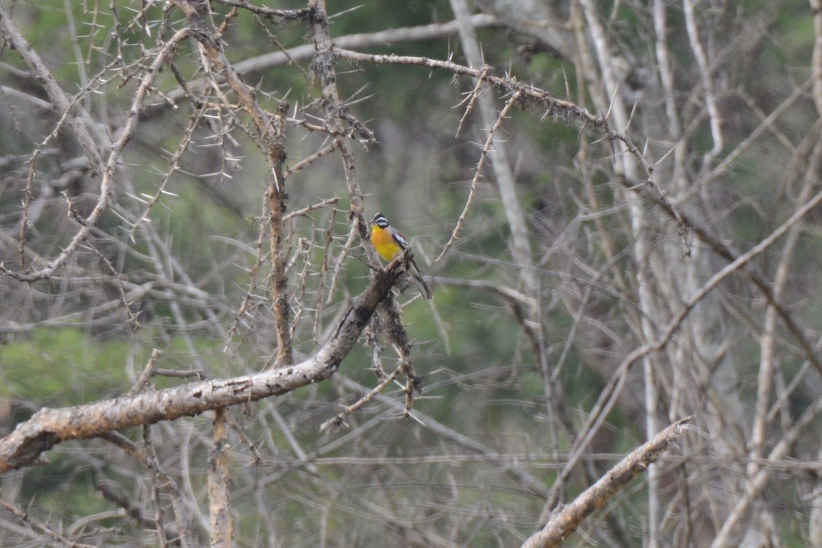 Golden-breasted Bunting - ML144897361