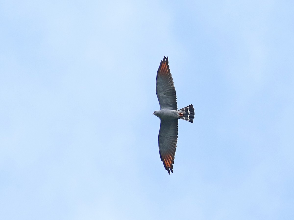 Plumbeous Kite - Stephen Mirick