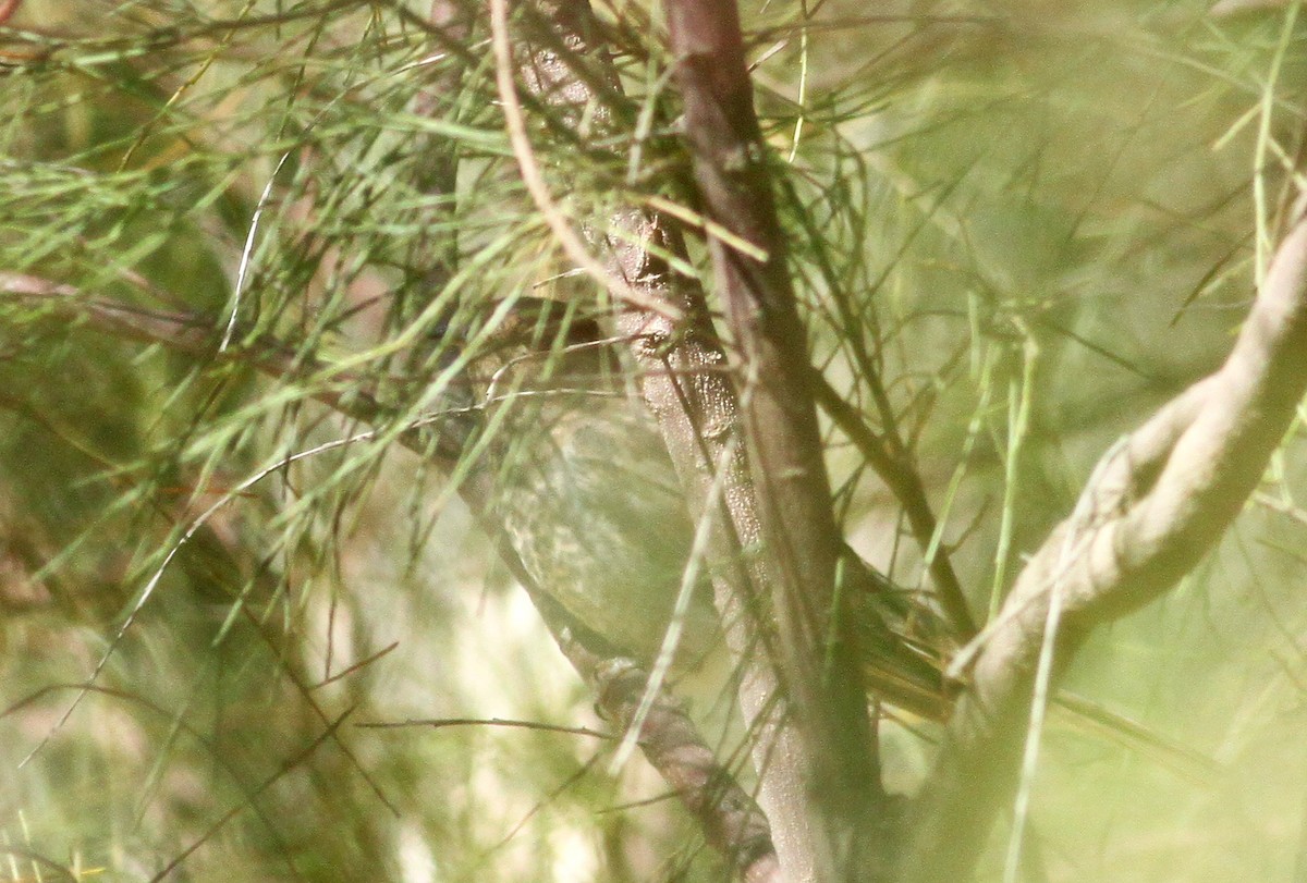 Fan-tailed Cuckoo - Logan Lalonde