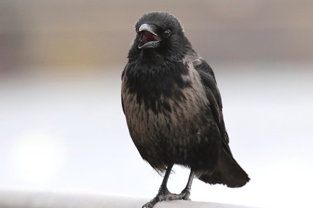 雑種 ハシボソガラス ｘ ズキンガラス Ebird