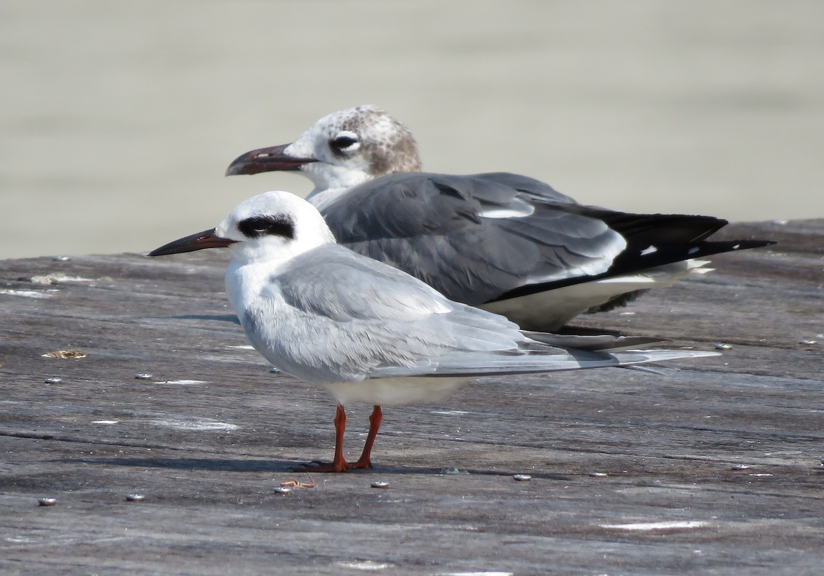 Forster's Tern - Susan Young