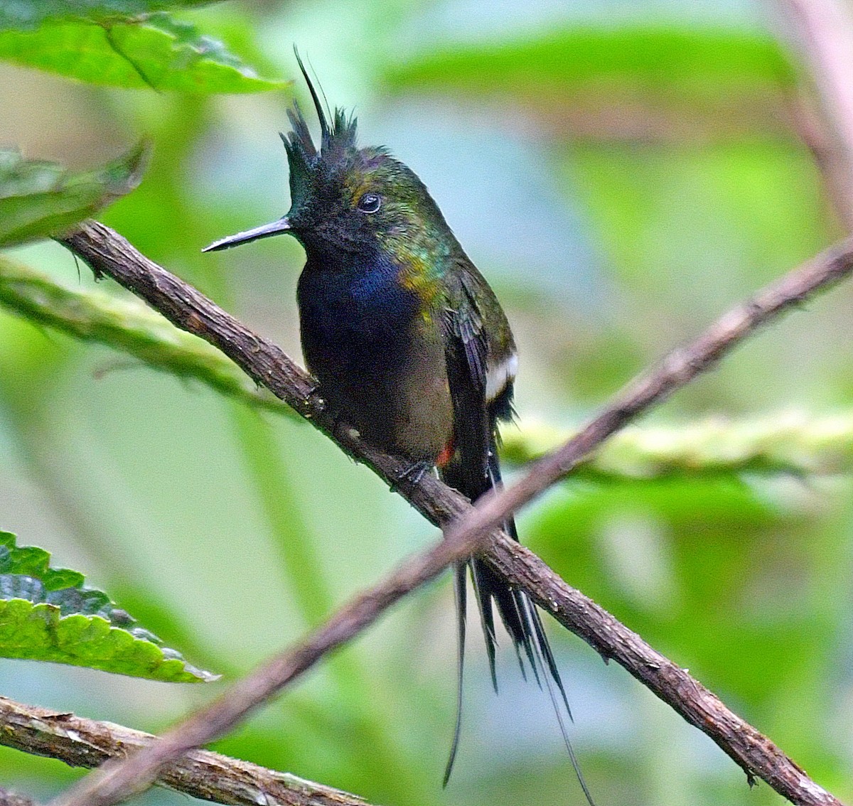 Wire-crested Thorntail - Daniel Murphy