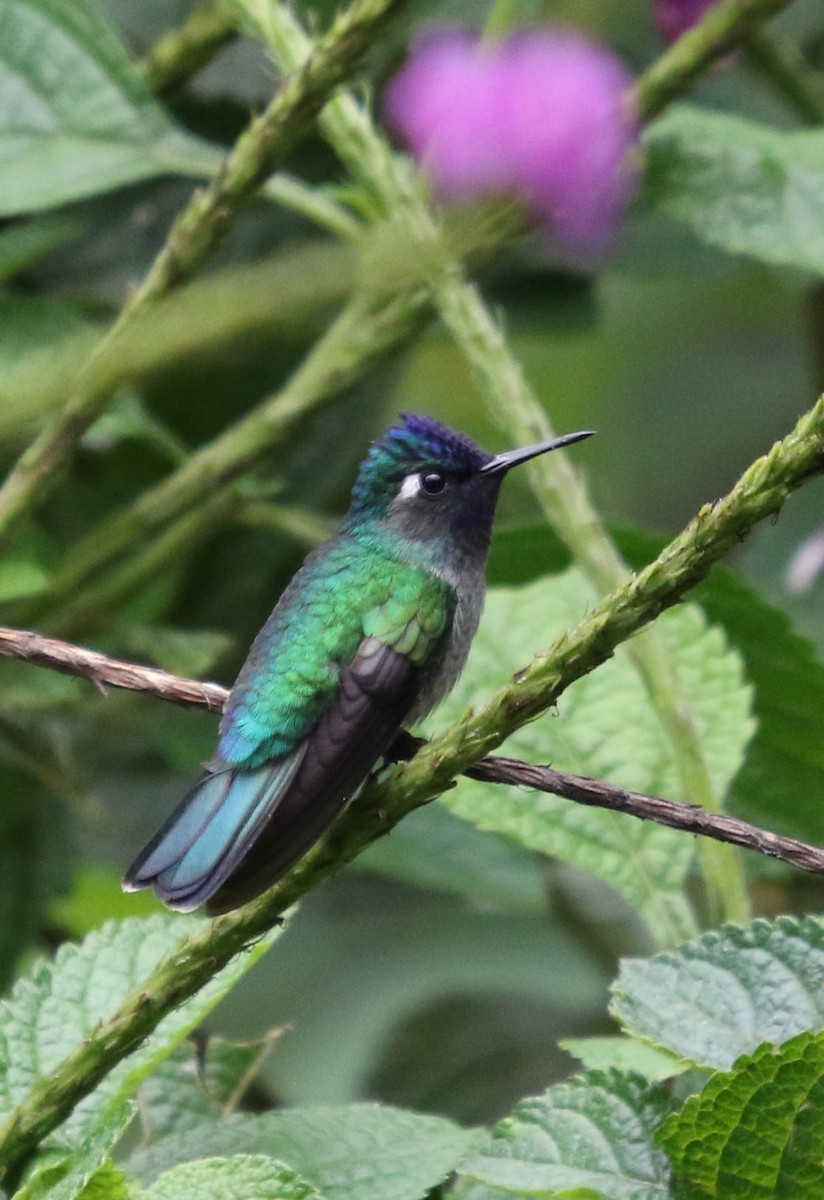 Violet-headed Hummingbird - Tom Forwood JR