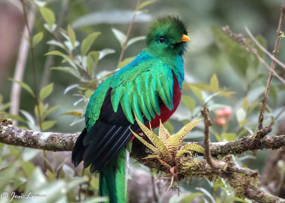 Resplendent Quetzal (Costa Rican) - Jon Lowes