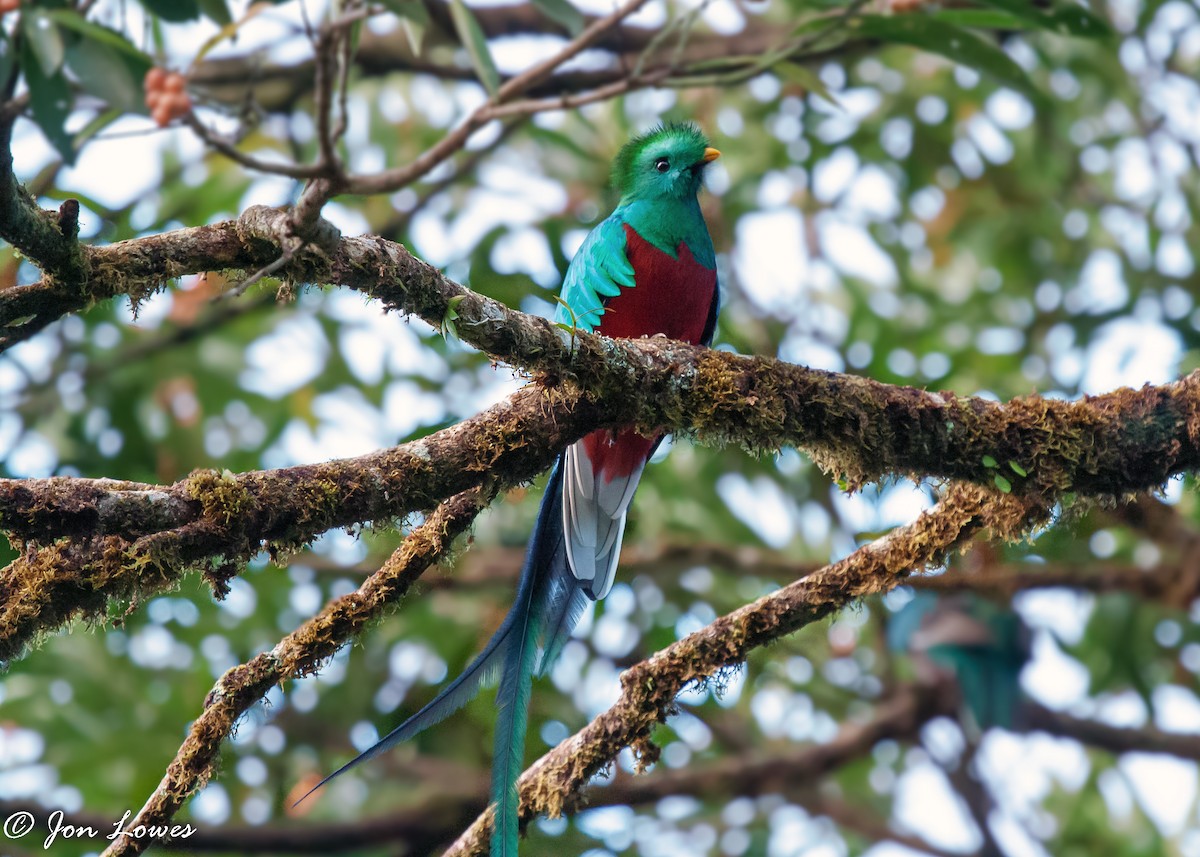 Quetzal resplendissant (costaricensis) - ML144904091