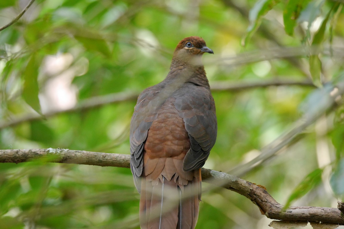 Brown Cuckoo-Dove - Jenny Stiles