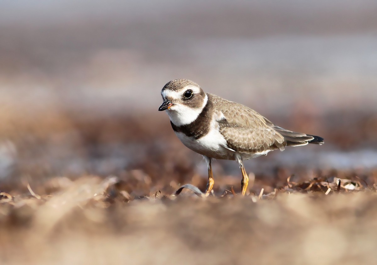 Semipalmated Plover - ML144905061