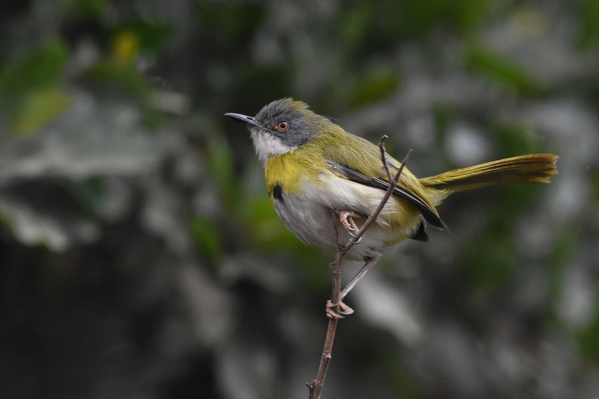 Yellow-breasted Apalis - ML144909081