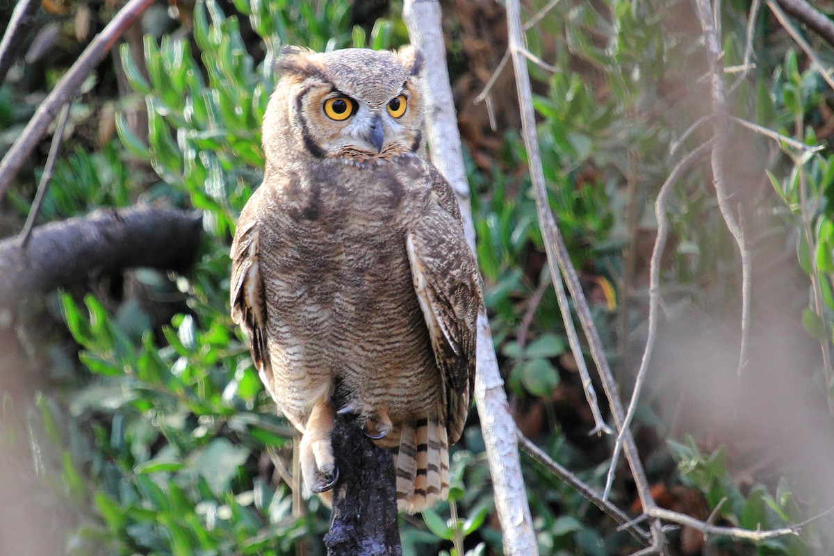 Lesser Horned Owl - Rigoberto  Yañez