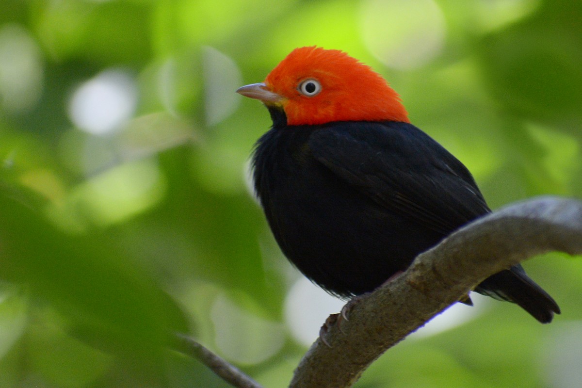 Red-capped Manakin - ML144910021