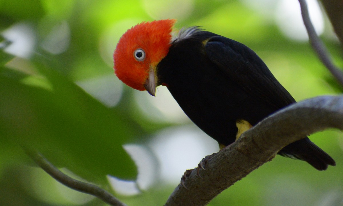 Red-capped Manakin - ML144911191