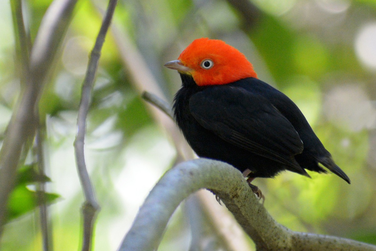 Red-capped Manakin - ML144911311