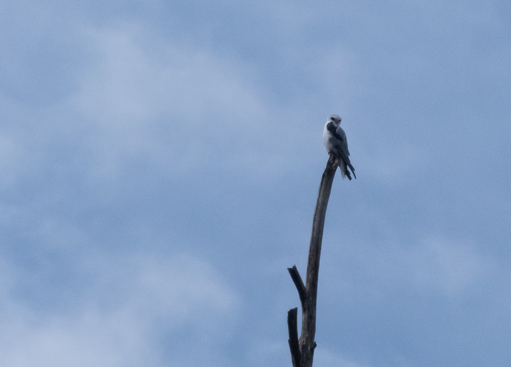 White-tailed Kite - ML144913371