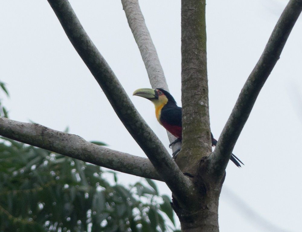 Red-breasted Toucan - ML144913611
