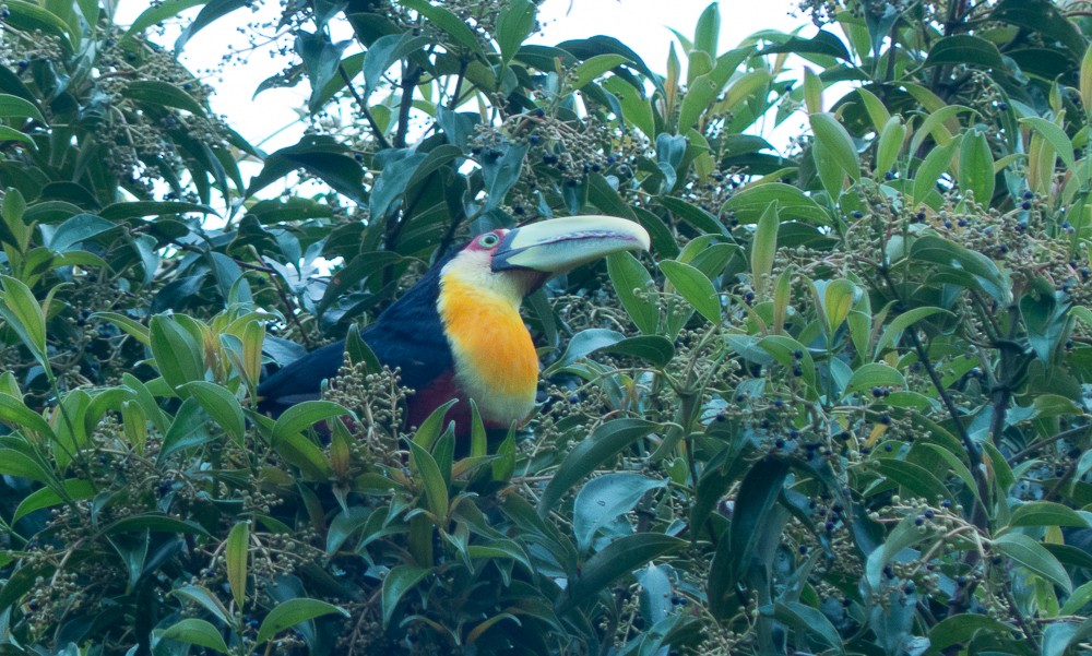 Red-breasted Toucan - ML144913621