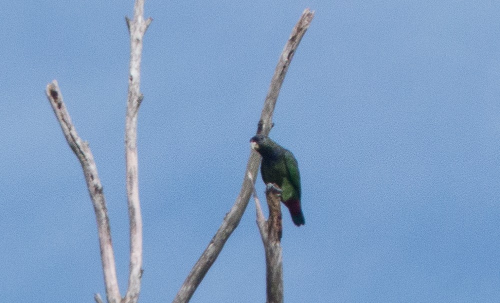 Scaly-headed Parrot - ML144913991