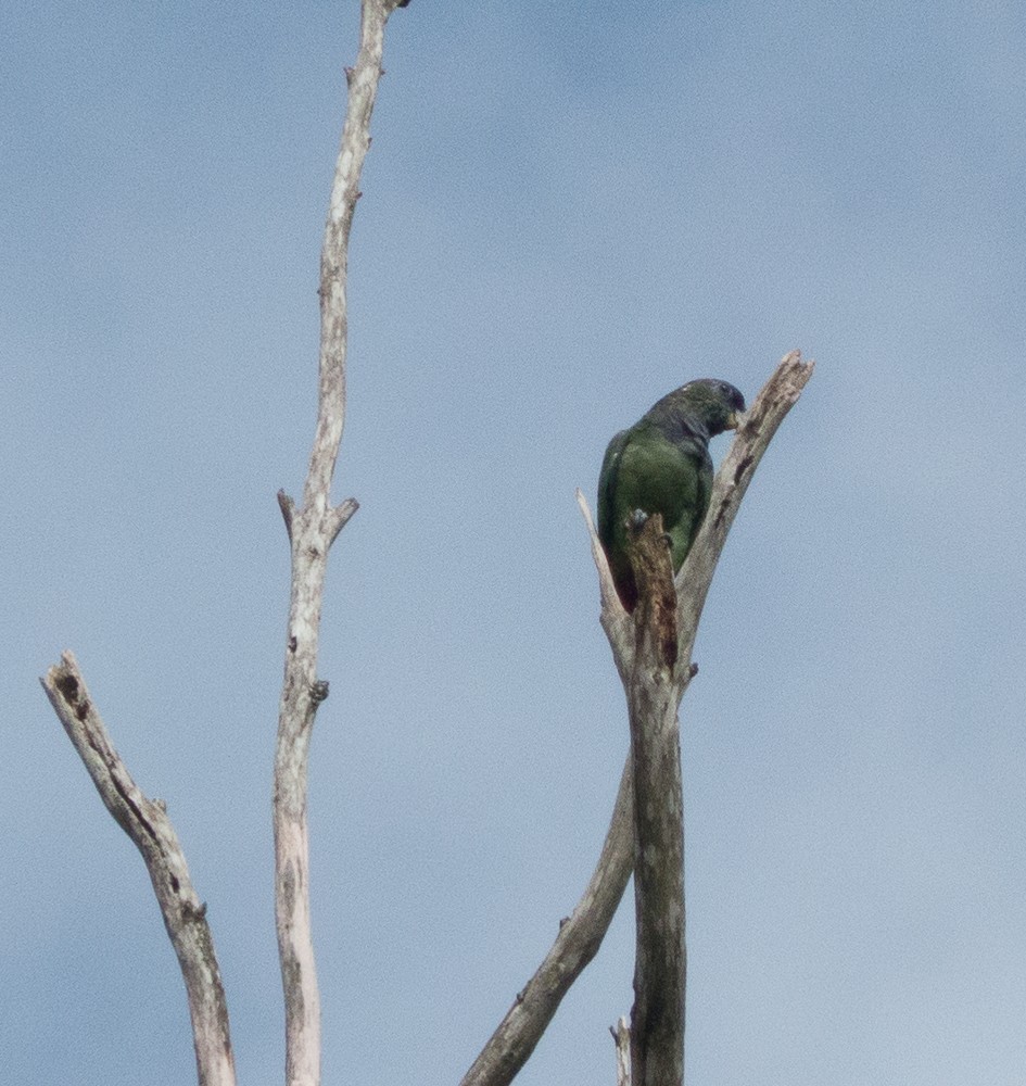 Scaly-headed Parrot - ML144914001