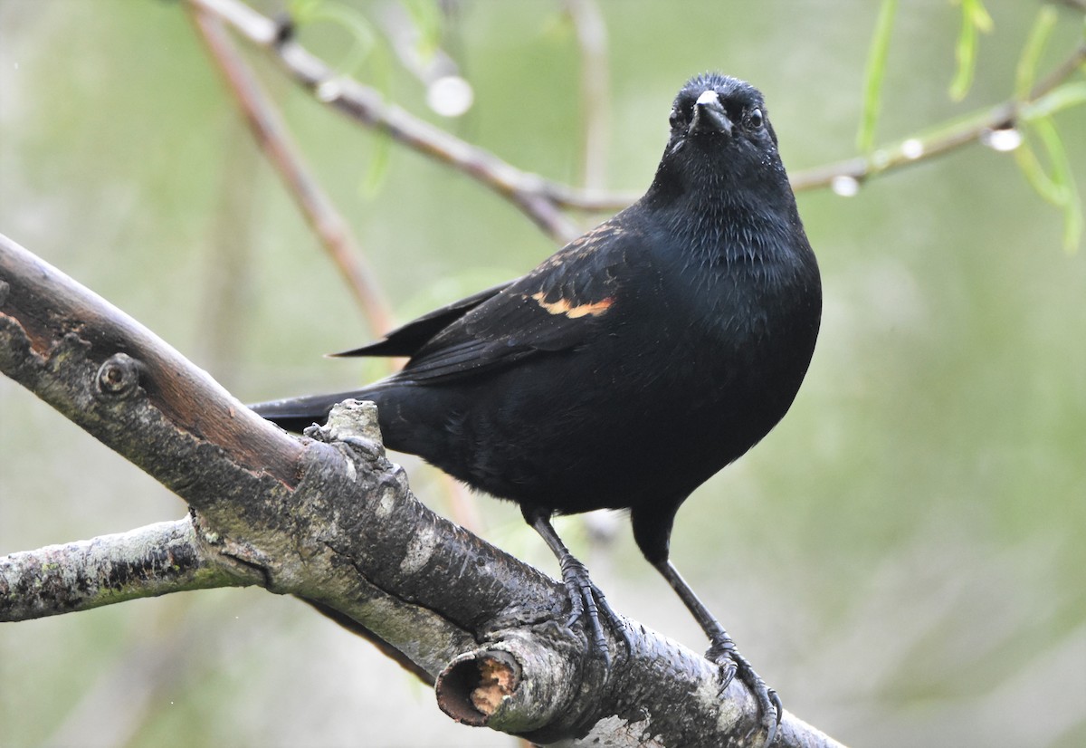 Red-winged Blackbird - Ian Thomson