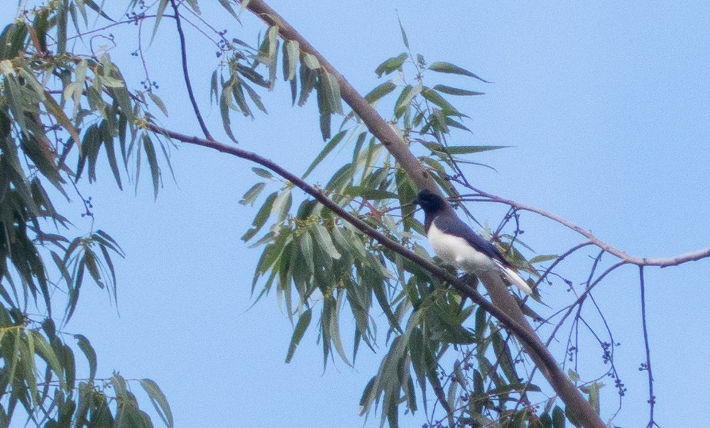 Curl-crested Jay - ML144914581