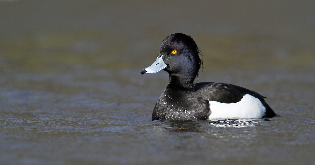 Tufted Duck - ML144915451