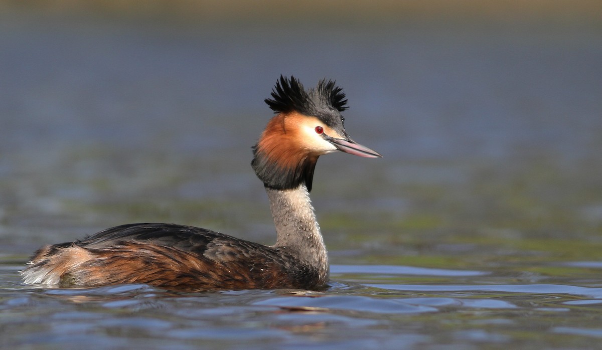Great Crested Grebe - ML144916411