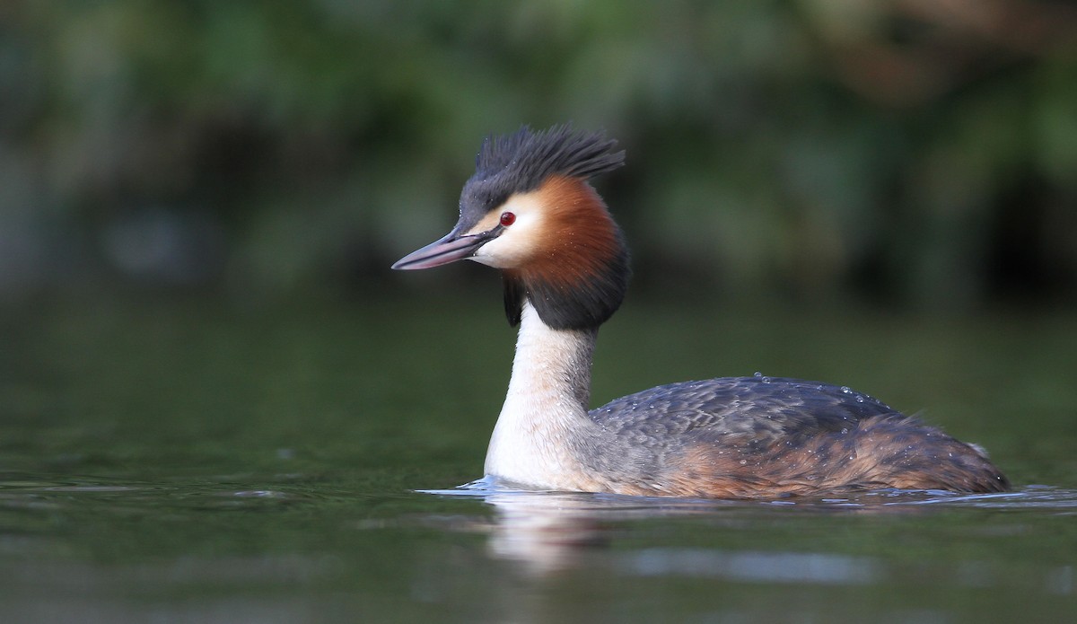 Great Crested Grebe - ML144916421