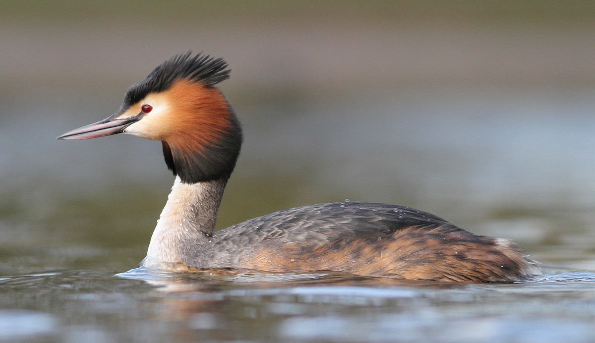 Great Crested Grebe - Pierre Montieth