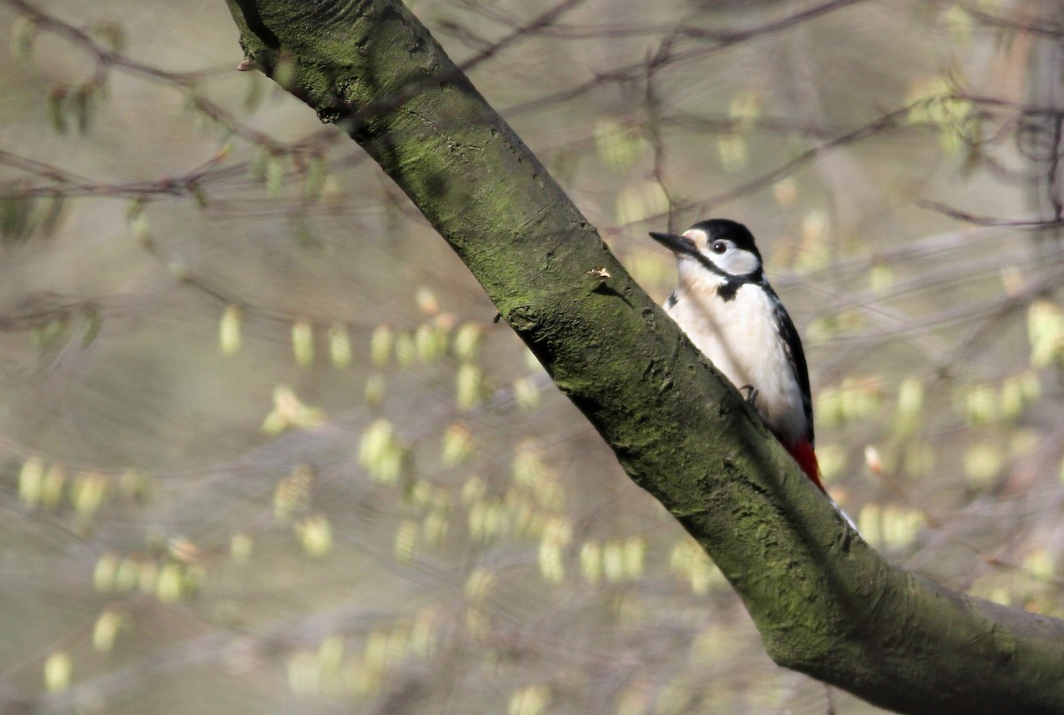Great Spotted Woodpecker (Great Spotted) - ML144917081