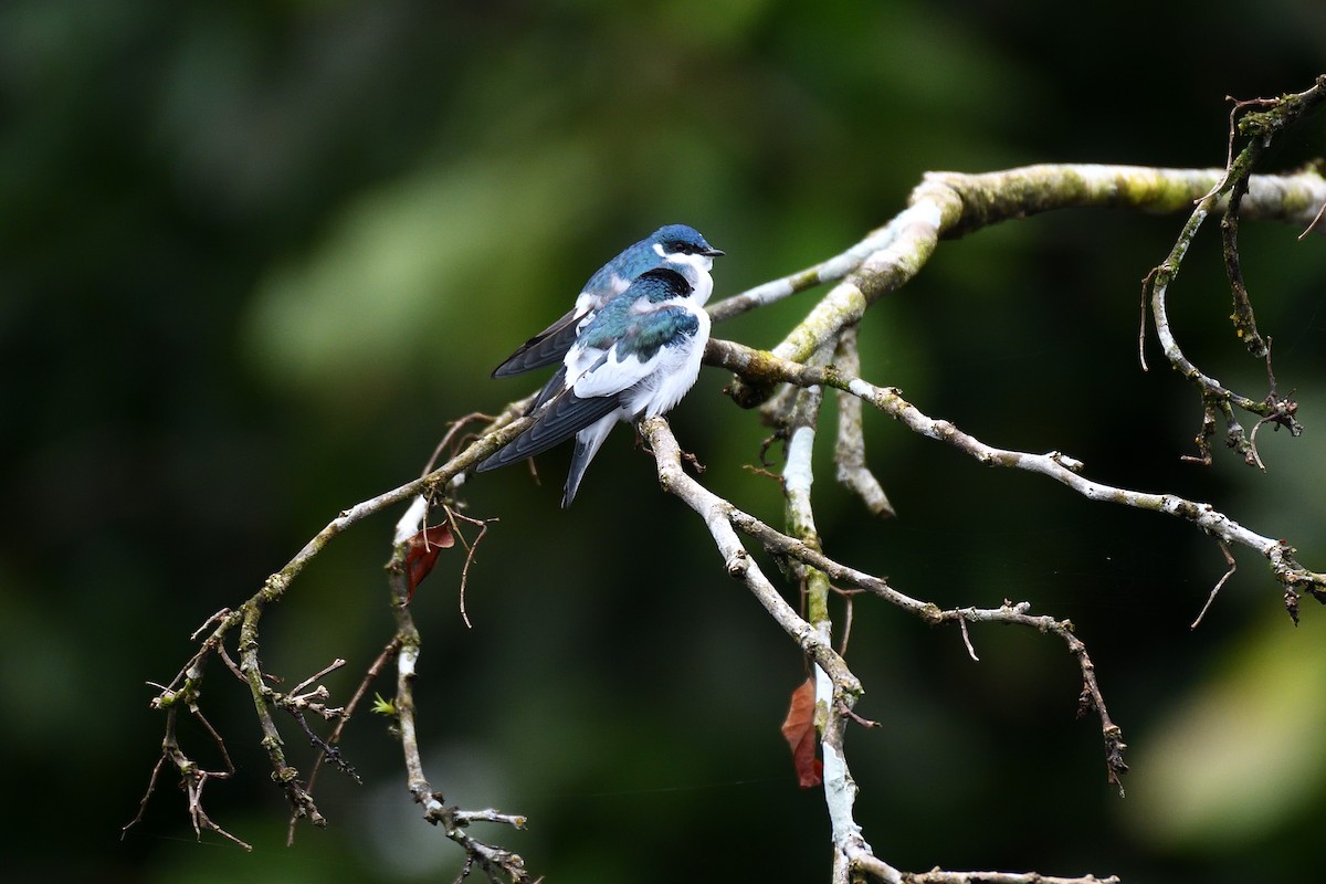 White-winged Swallow - ML144918451