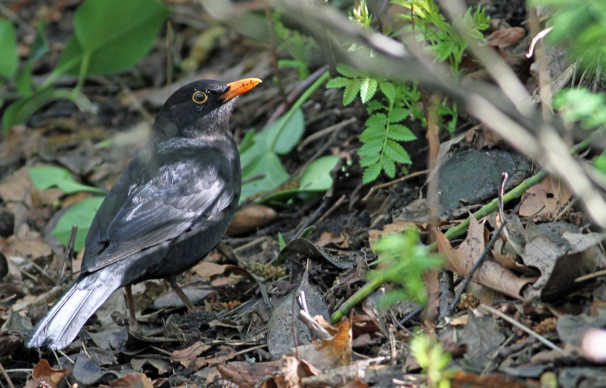 Eurasian Blackbird - ML144918981