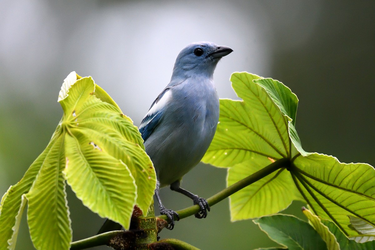 Blue-gray Tanager - ML144919101