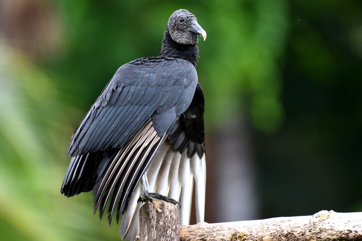 Black Vulture - Hugh Whelan