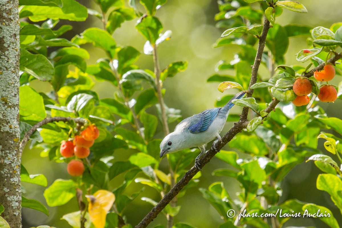 Blue-gray Tanager - ML144920231