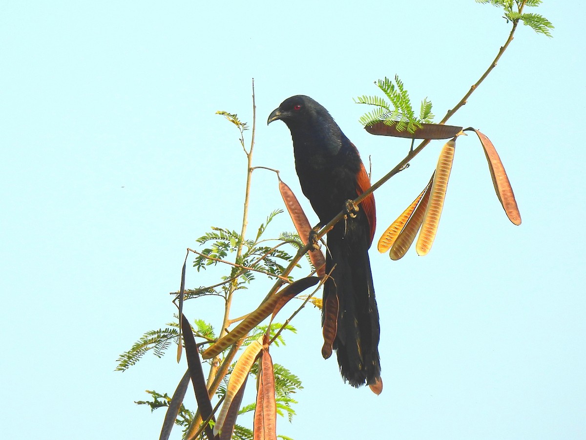 Greater Coucal - ML144927421