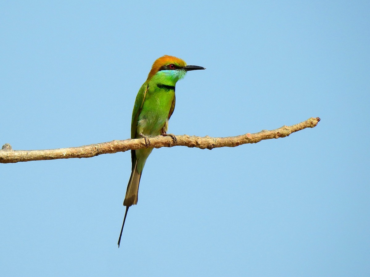 Asian Green Bee-eater - ML144928501