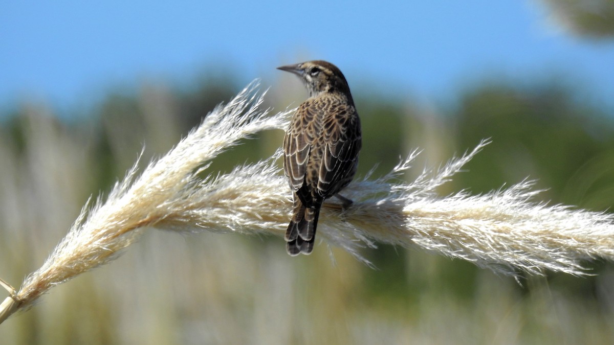 Long-tailed Meadowlark - Pablo Alejandro Pla