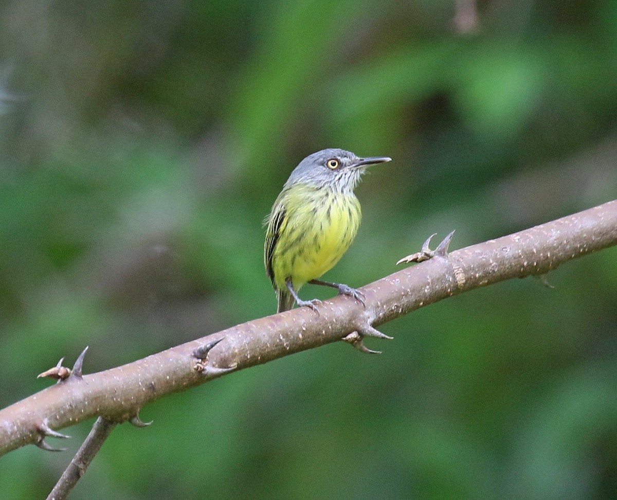 Spotted Tody-Flycatcher - Kenneth Trease