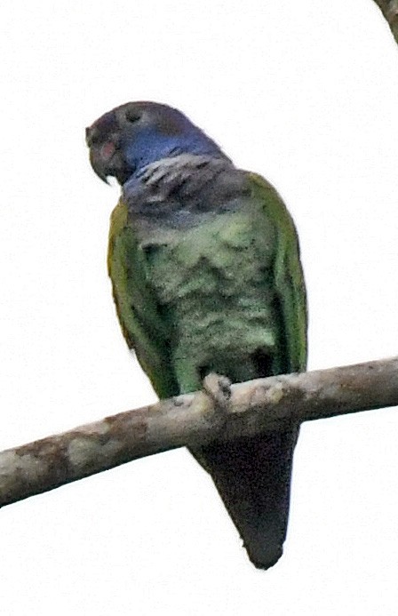 Blue-headed Parrot - ML144930781