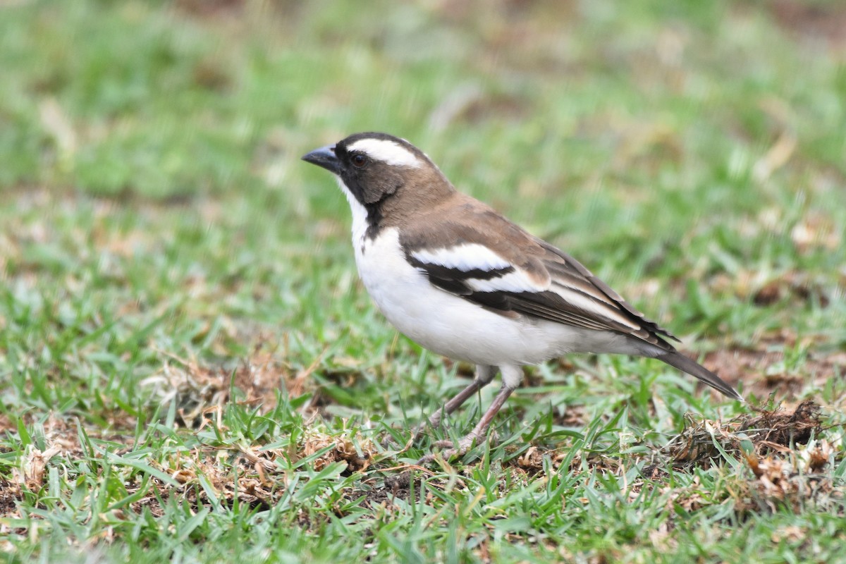 White-browed Sparrow-Weaver - ML144932611