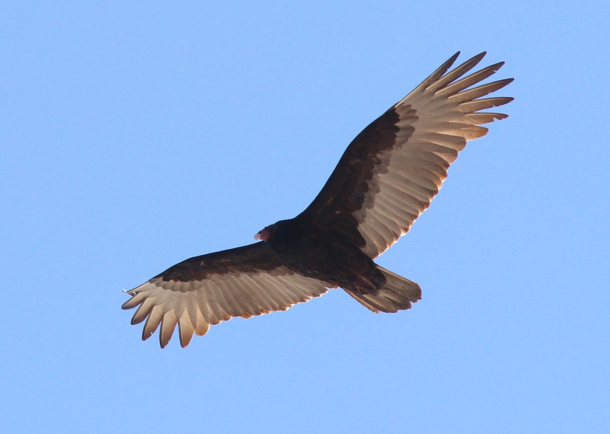 Turkey Vulture - Jim Parker