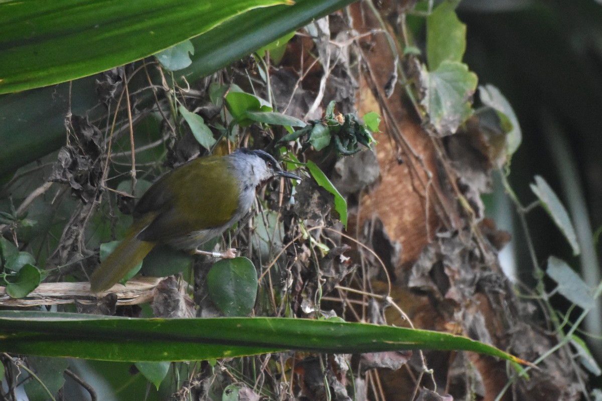 Gray-capped Warbler - ML144933221
