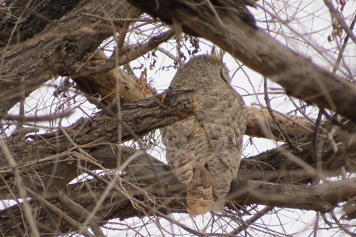 Great Horned Owl - ML144934211