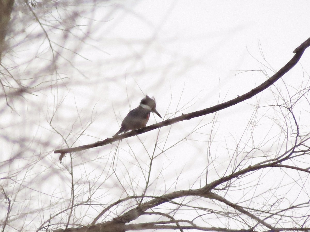 Belted Kingfisher - ML144934271
