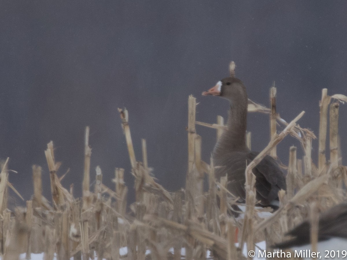 Greater White-fronted Goose - ML144934331